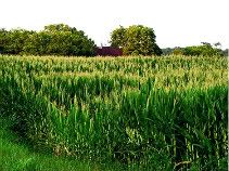 cornfield! this is sorta like the cornfields at mah grandmas. (: