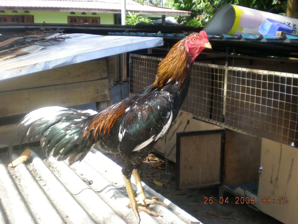 ayam lawan