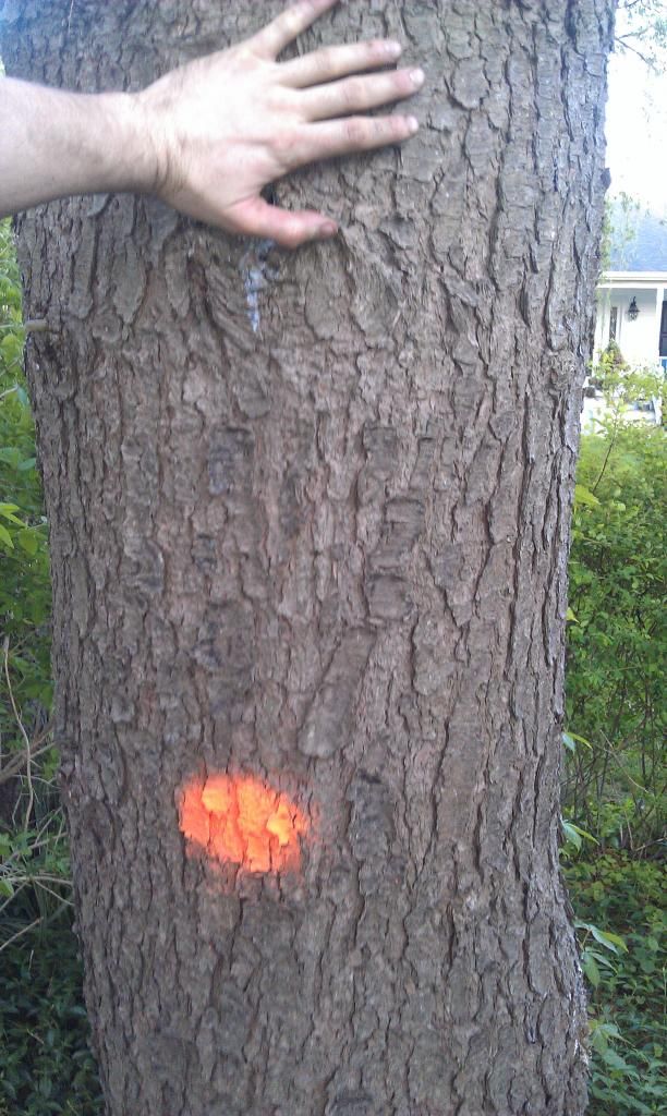 Would these trees make good lumber for anything? The WoodenBoat Forum