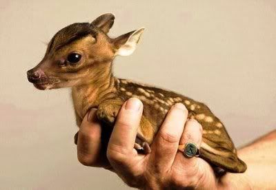 baby deer photo: baby deer babydeer.jpg