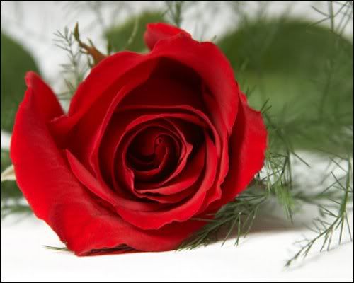 rose Pictures, Images and Photos
