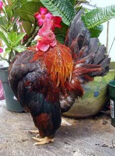 A Malaysian Serama cockbird Malaysian Serama