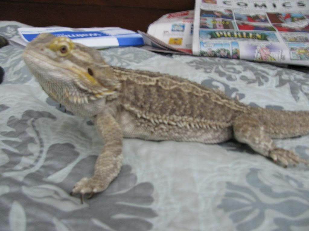 Her tummy feels tight and bloated. • Bearded Dragon . org