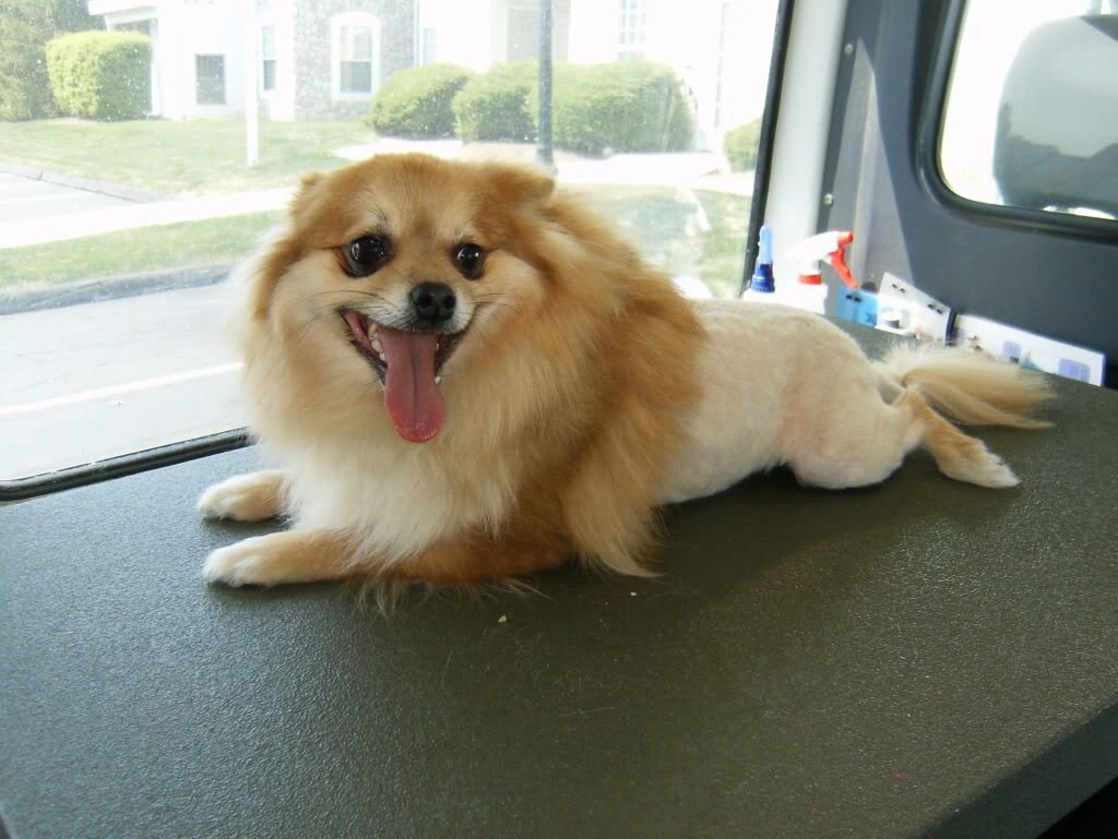 Pomeranian Lion Cut Pomeranian Lion Cut
