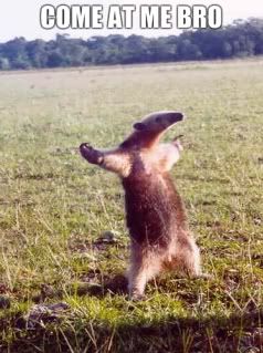 Anteater-Come-at-me-bro.jpg